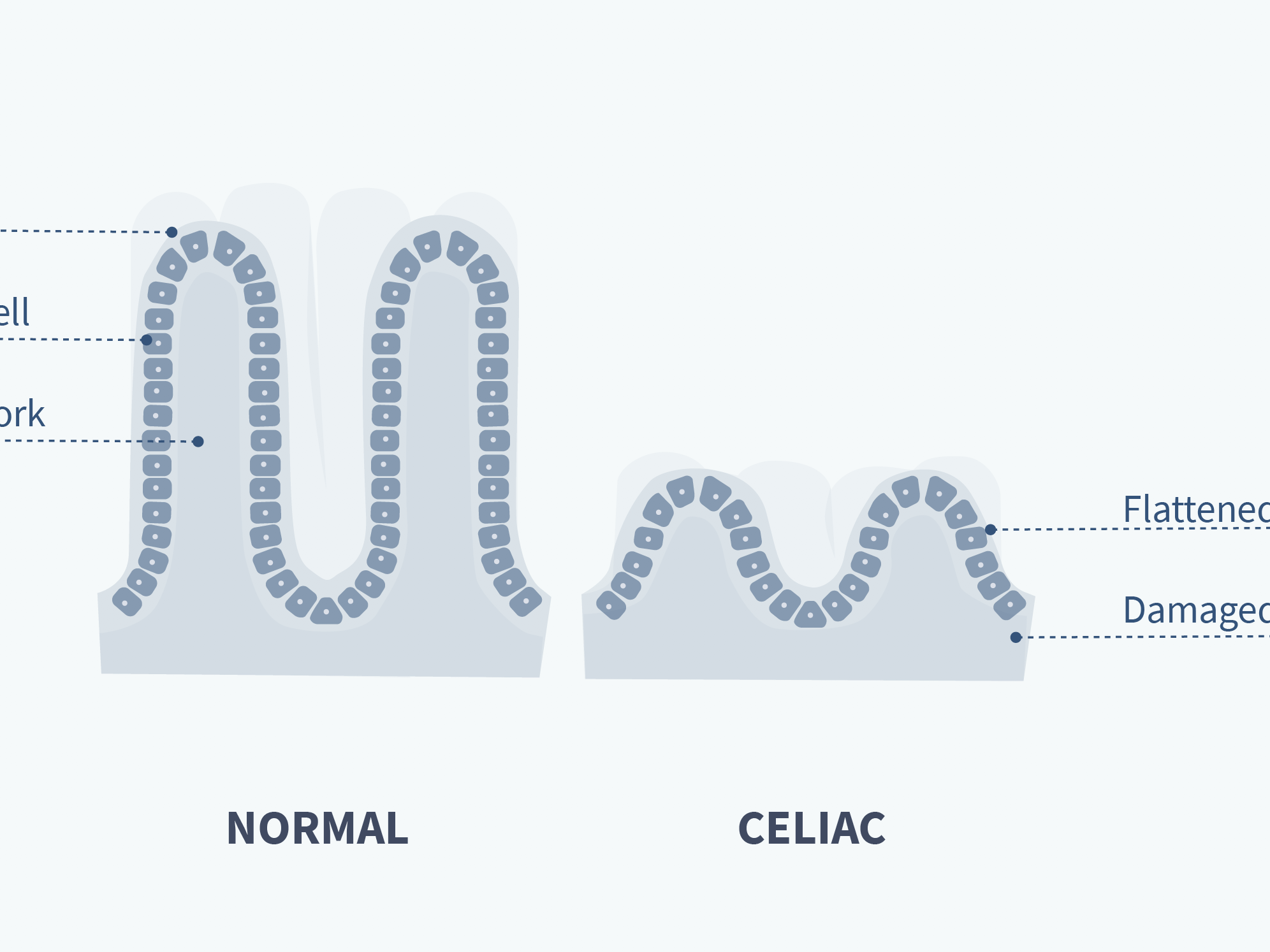 Body illustrations cover